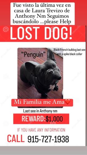 Lost Male Dog last seen anthony , Anthony, NM 88021