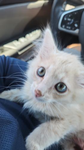 Lost Male Cat last seen Montgomery and morris, Albuquerque, NM 87111