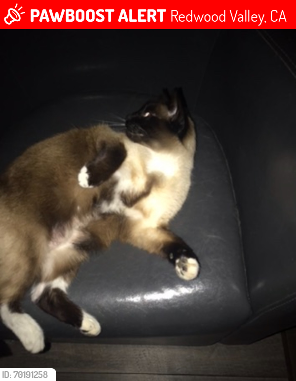 Lost Female Cat last seen Colony Drive , Redwood Valley, CA 95470