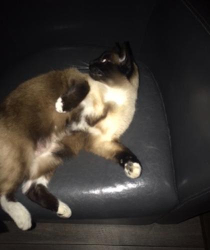 Lost Female Cat last seen Colony Drive , Redwood Valley, CA 95470