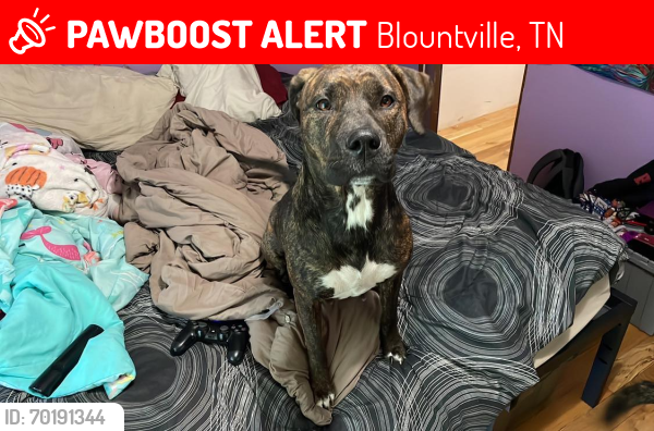 Lost Female Dog last seen animal shelter for spaying she went up the hill towards the police station towards burger King , Blountville, TN 37617