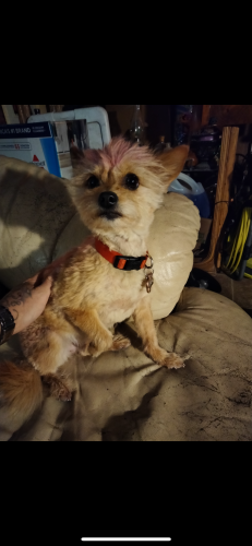 Lost Female Dog last seen Washington and Copper, Albuquerque, NM 87108