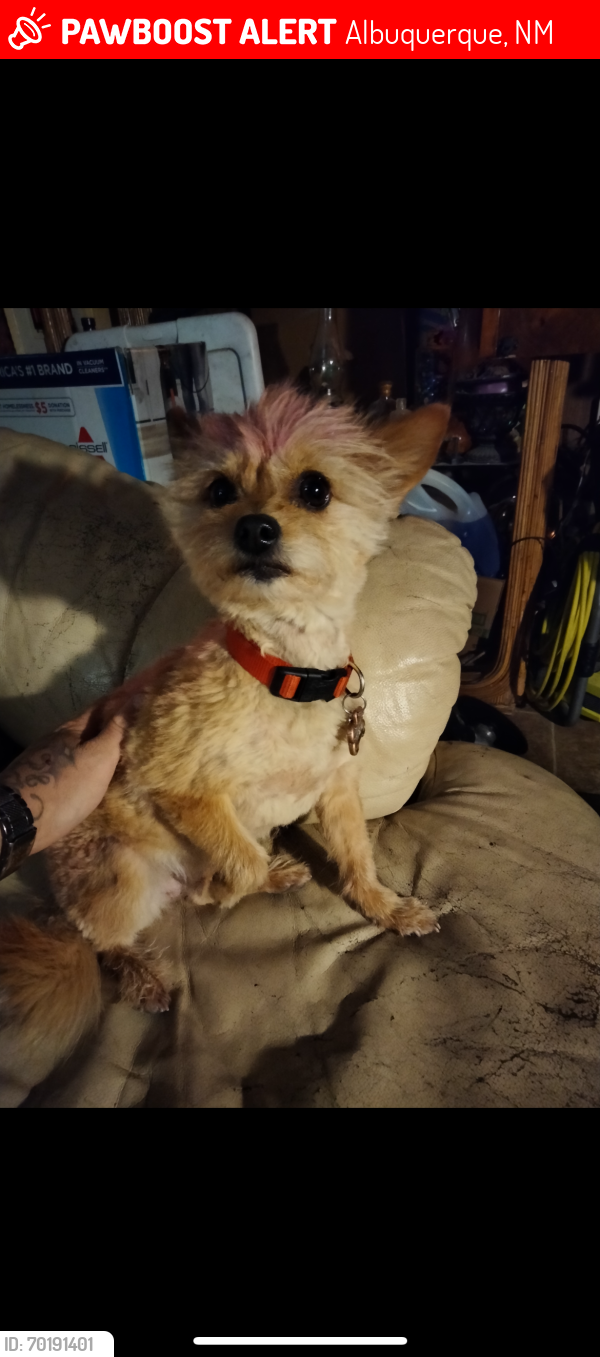 Lost Female Dog last seen Washington and Copper, Albuquerque, NM 87108
