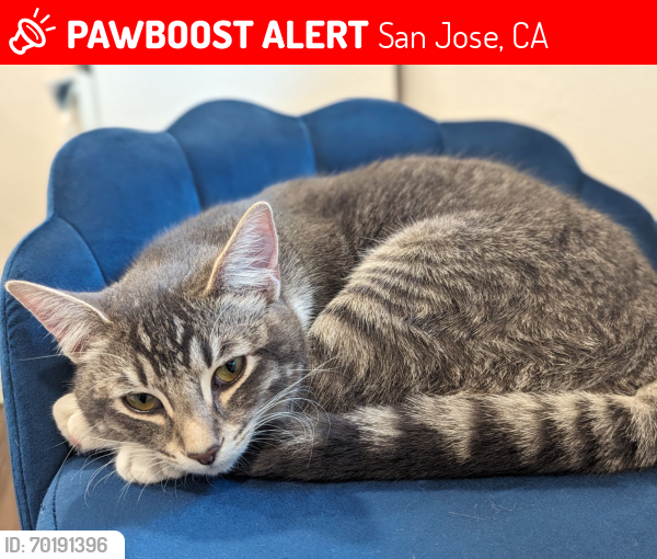 Lost Female Cat last seen Princeton Drive//Kooser Road San Jose, San Jose, CA 95118
