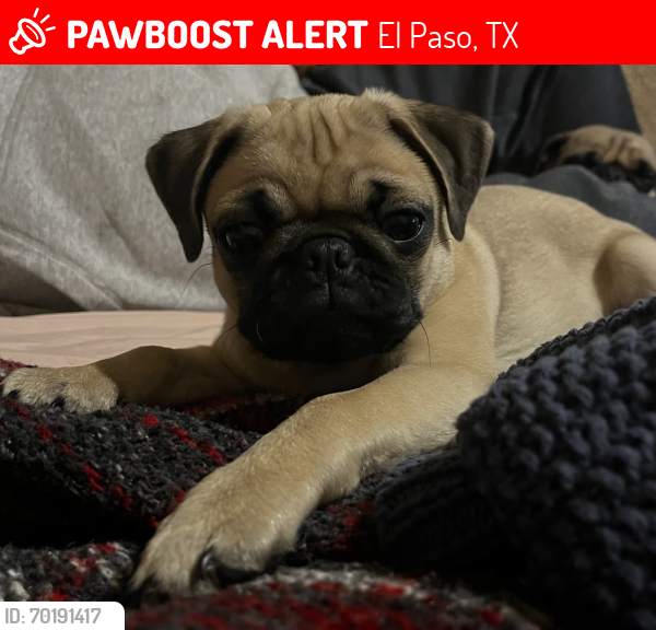 Lost Female Dog last seen Calle copia, puente libre, El Paso, TX 79905