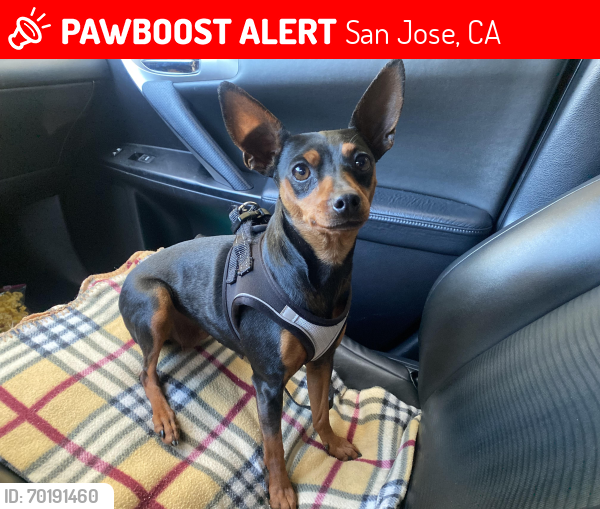 Lost Female Dog last seen Lincoln , San Jose, CA 95112