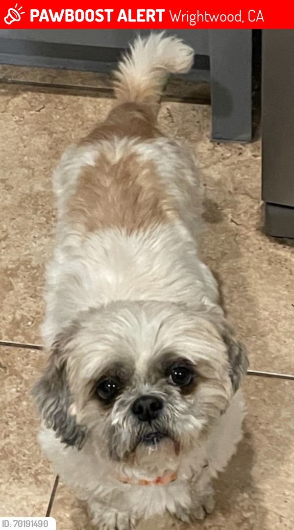 Lost Female Dog last seen Shirley J Lane and Ash Rd, Wrightwood, CA 92397
