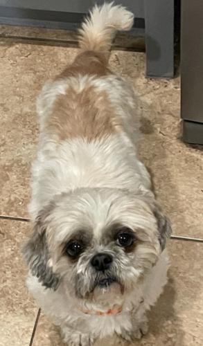 Lost Female Dog last seen Shirley J Lane and Ash Rd, Wrightwood, CA 92397