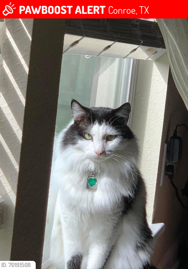 Lost Male Cat last seen Wooded area next to NOV, Conroe, TX 77378