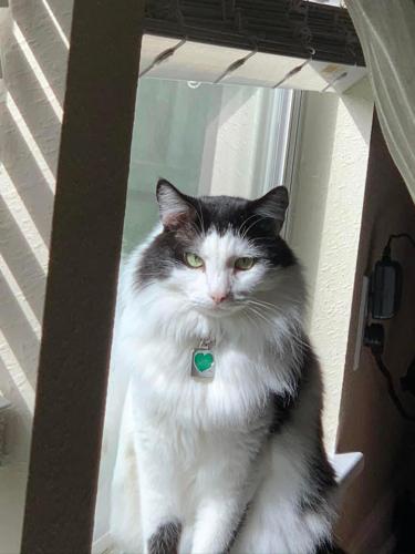 Lost Male Cat last seen Wooded area next to NOV, Conroe, TX 77378