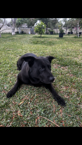 Lost Male Dog last seen West Randall Elementary school, Fontana, CA 92335