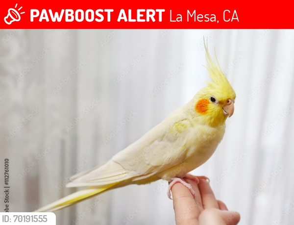 Lost Unknown Bird last seen Parks Avenue and Seneca ... between University Avenue and El Cajon Boulevard, La Mesa, CA 91942