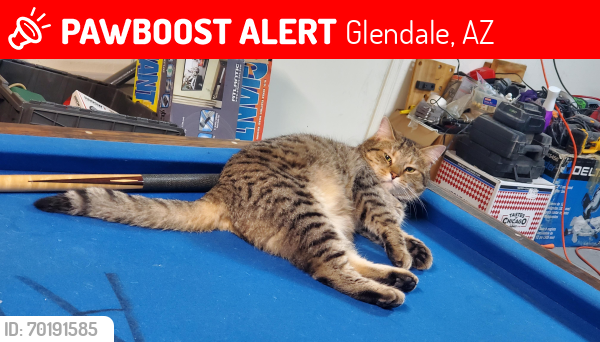 Lost Male Cat last seen Palm Shadows , Glendale, AZ 85301