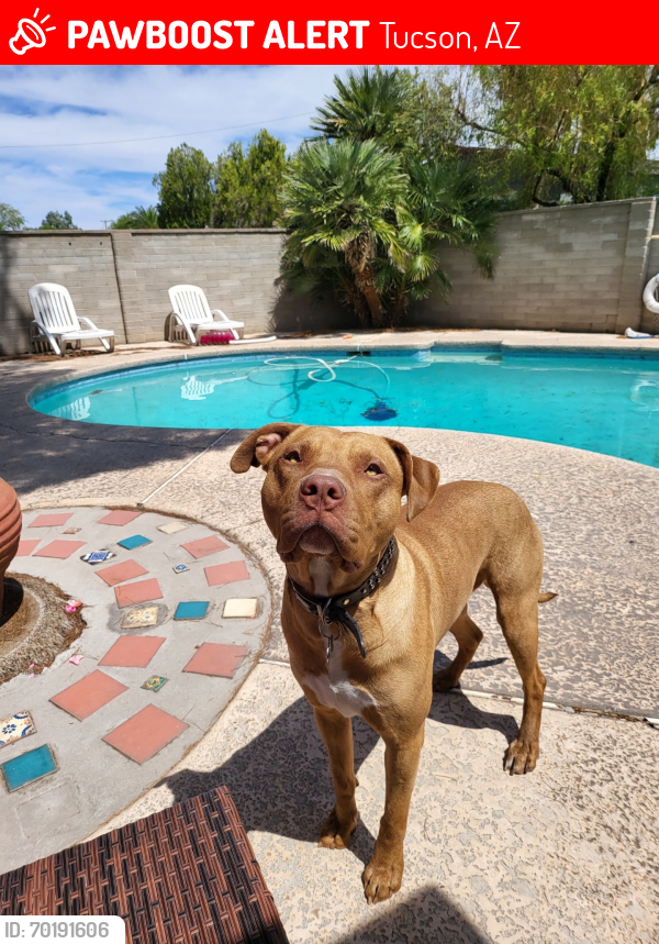 Lost Male Dog last seen Wings and rice, Tucson, AZ 85712