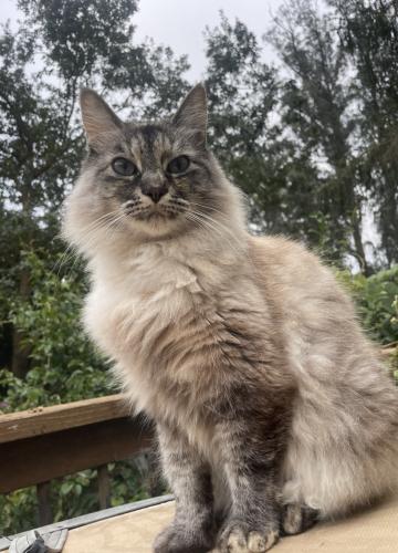 Lost Female Cat last seen Hessel Rd , Sebastopol, CA 95472