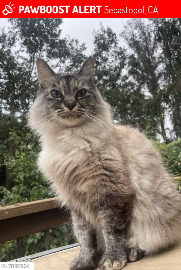 Lost Female Cat last seen Hessel Rd , Sebastopol, CA 95472