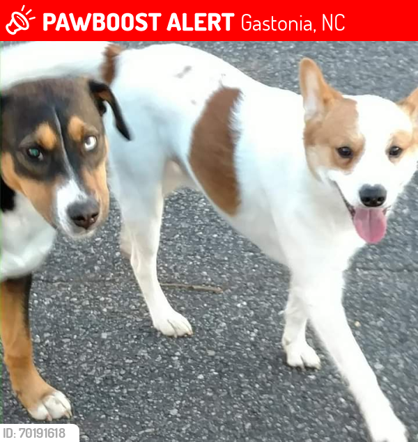 Lost Male Dog last seen Osceola Street , Gastonia, NC 28054