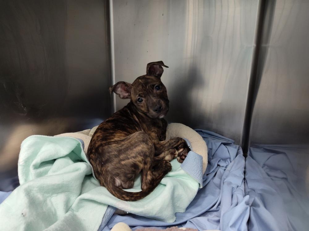 Shelter Stray Female Dog last seen Near Cross Bronx Expressway, BRONX, NY, 10457, New York, NY 10029