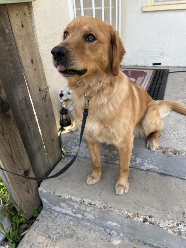 Lost Male Dog last seen N. Chester and Norris are, Bakersfield, CA 93308