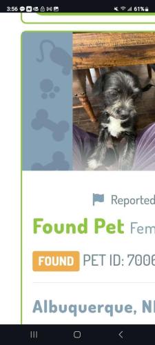 Lost Female Dog last seen WYOMING/ Jaun Tabo, Albuquerque, NM 87112
