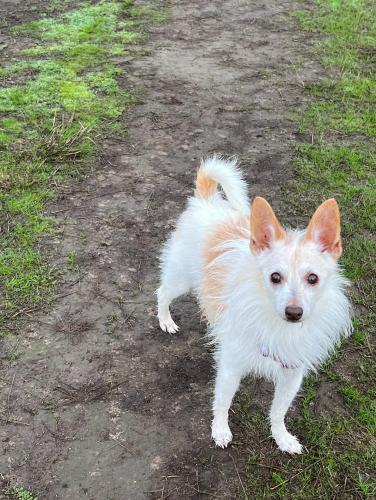 Lost Male Dog last seen thousand acres dog park, Troutdale, OR 97060