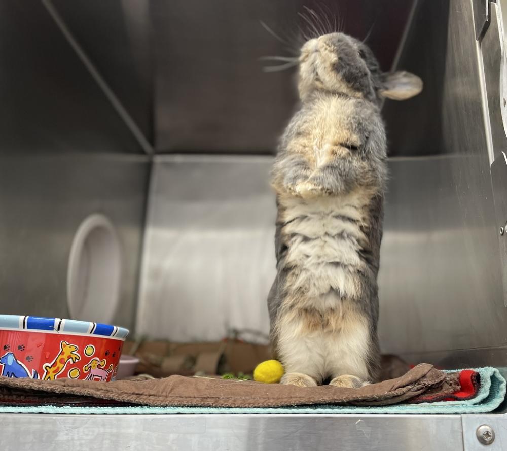 Shelter Stray Male Rabbit last seen Near Clove Road, STATEN ISLAND, NY, 10301, Staten Island, NY 10309