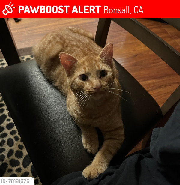 Lost Male Cat last seen Hey 76 , Bonsall, CA 92003