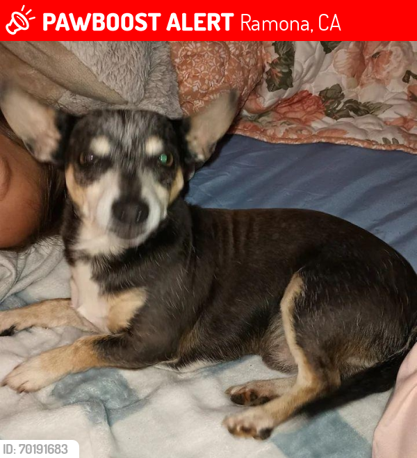 Lost Male Dog last seen Warnock drive ramonz, Ramona, CA 92065
