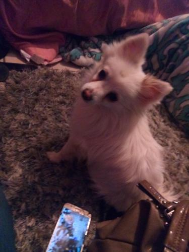 Lost Female Dog last seen Casa Loma cottonwood , Bakersfield, CA 93307