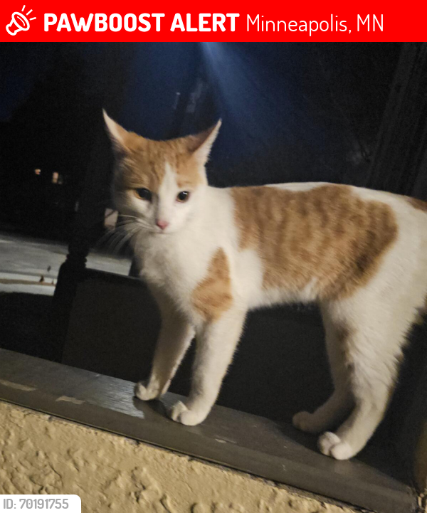 Lost Male Cat last seen Broadway street and Monroe NE, Minneapolis, MN 55413