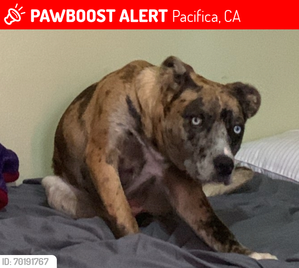Lost Female Dog last seen not sure, Pacifica, CA 94066