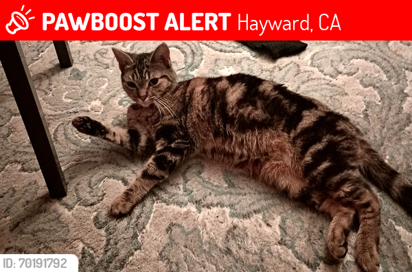 Lost Female Cat last seen Tanglewood and Windsor Drive, Hayward, CA 94542