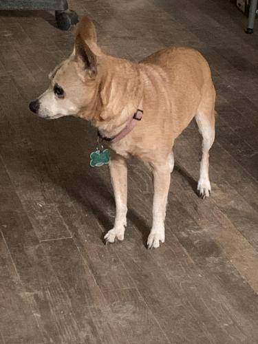 Lost Female Dog last seen Pauline and Bremen , Columbus, OH 43224