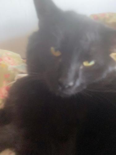 Lost Male Cat last seen King Soopers Parking Lot - Belleview Ave and Federal Blvd, Littleton, CO 80123