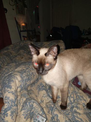Lost Female Cat last seen Near Catherine Street Hartford Connecticut 06106 , Hartford, CT 06106