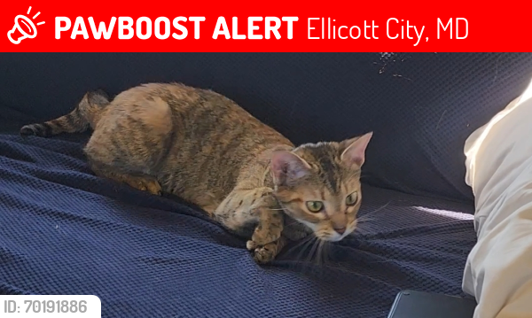 Lost Female Cat last seen Near the storm drain/dumpster, Ellicott City, MD 21042