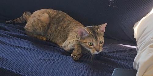 Lost Female Cat last seen Near the storm drain/dumpster, Ellicott City, MD 21042