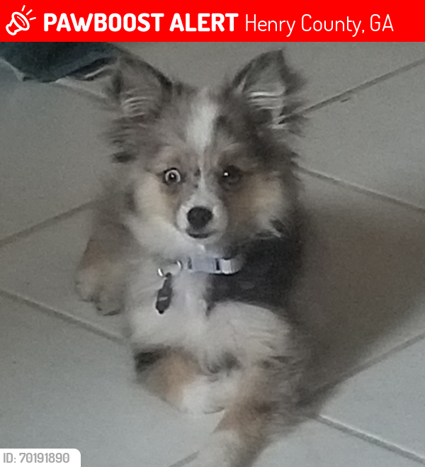 Lost Female Dog last seen Jonesboro Rd & Oak Grove Dr Hampton Ga, Henry County, GA 30253