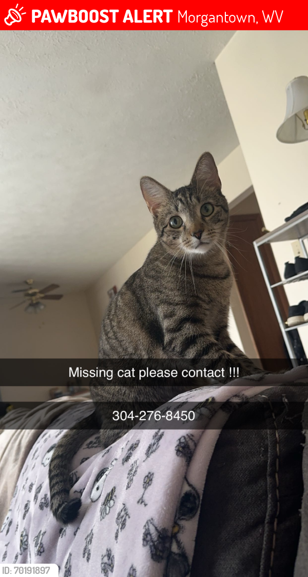 Lost Male Cat last seen Ruby Memorial hosp , Morgantown, WV 26504