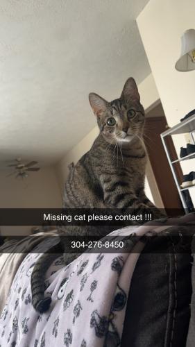 Lost Male Cat last seen Ruby Memorial hosp , Morgantown, WV 26504