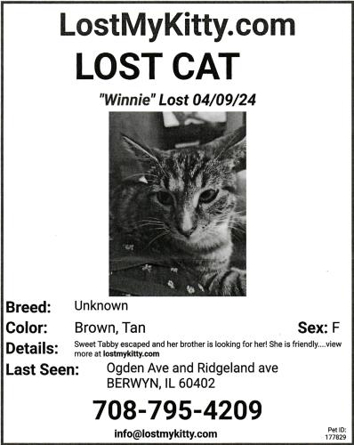 Lost Female Cat last seen Ridgeland and Ogden, Berwyn, IL 60402