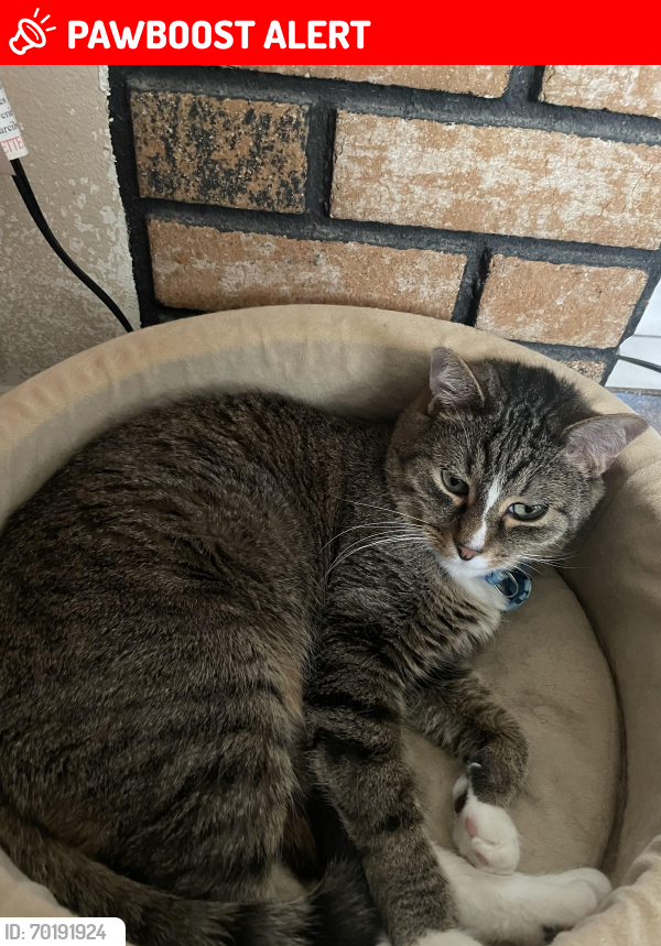 Lost Male Cat last seen Snead and Ocean, Security-Widefield, CO 80911