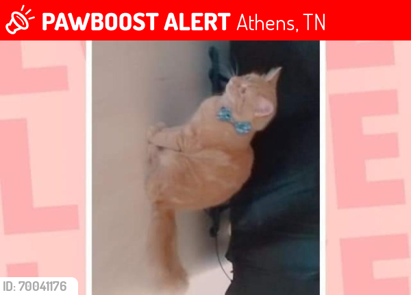 Lost Female Cat last seen Near County rd 703 athens tn , Athens, TN 37303