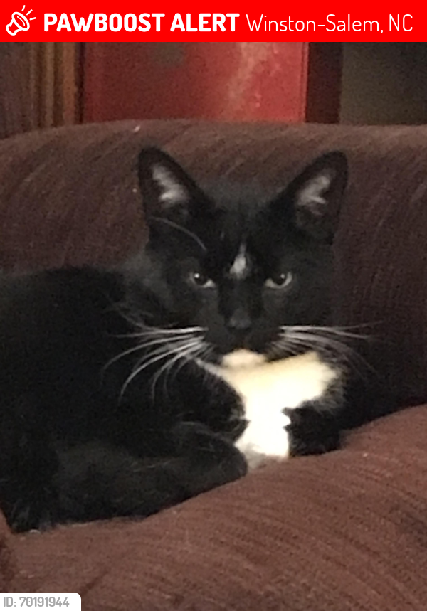 Lost Male Cat last seen Madelyn Dr and Old Vineyard Park Rd, Winston-Salem, NC 27104