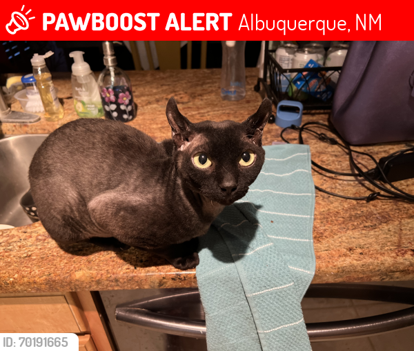Lost Male Cat last seen McMahon and bandalier, Albuquerque, NM 87114