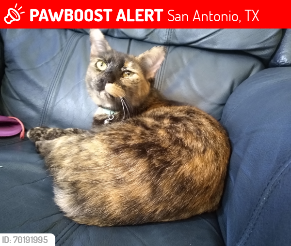 Lost Female Cat last seen summer fest dr , candle creek, San Antonio, TX 78244