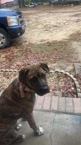 Lost Female Dog last seen crowndale rd , North Northwest Pensacola, FL 32533