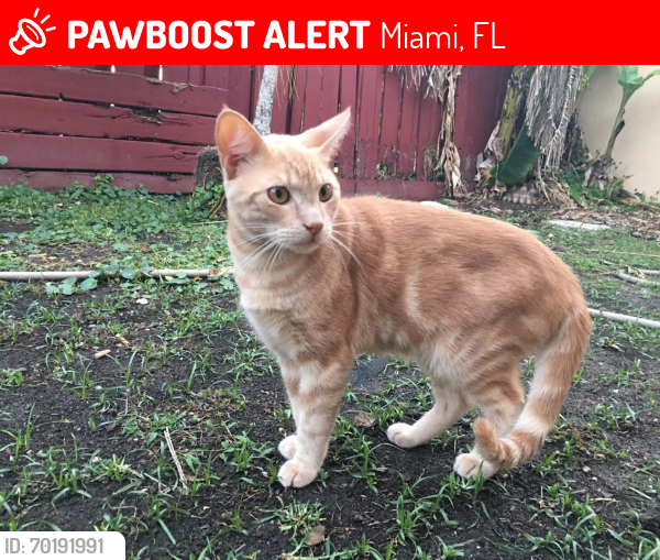 Lost Male Cat last seen Near sw 123 pl, Miami, FL 33186