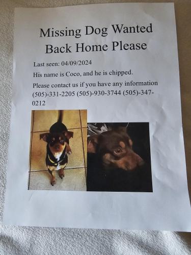Lost Male Dog last seen Near rim dr sw albuquerque nm , Albuquerque, NM 87105