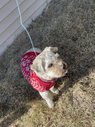Found/Stray Male Dog last seen By hornbachers, Fargo, ND 58104